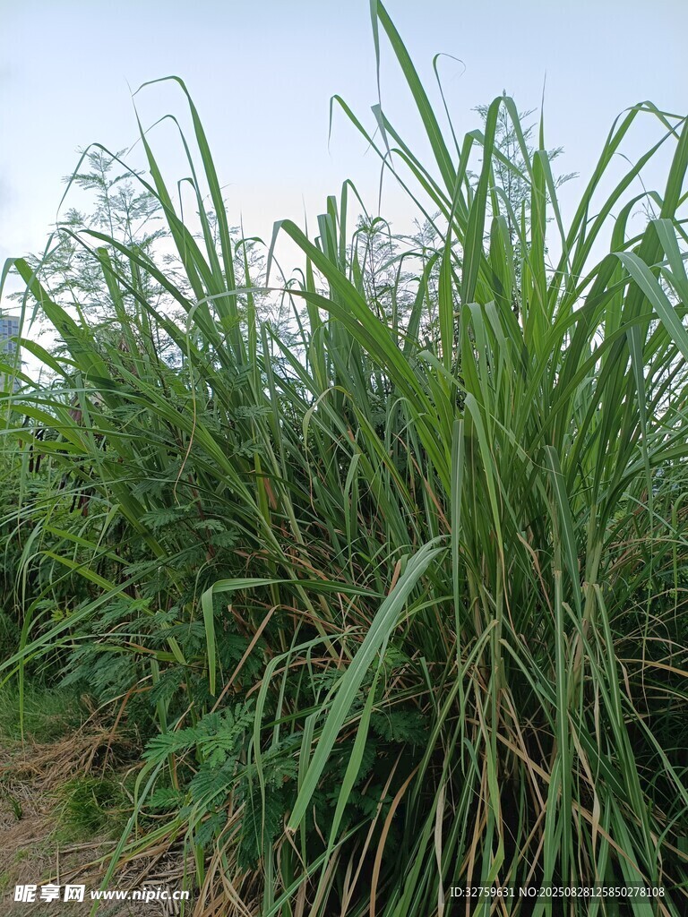 田野中的茂盛绿色植物