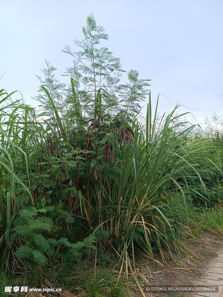 野外繁茂的绿色植物景观