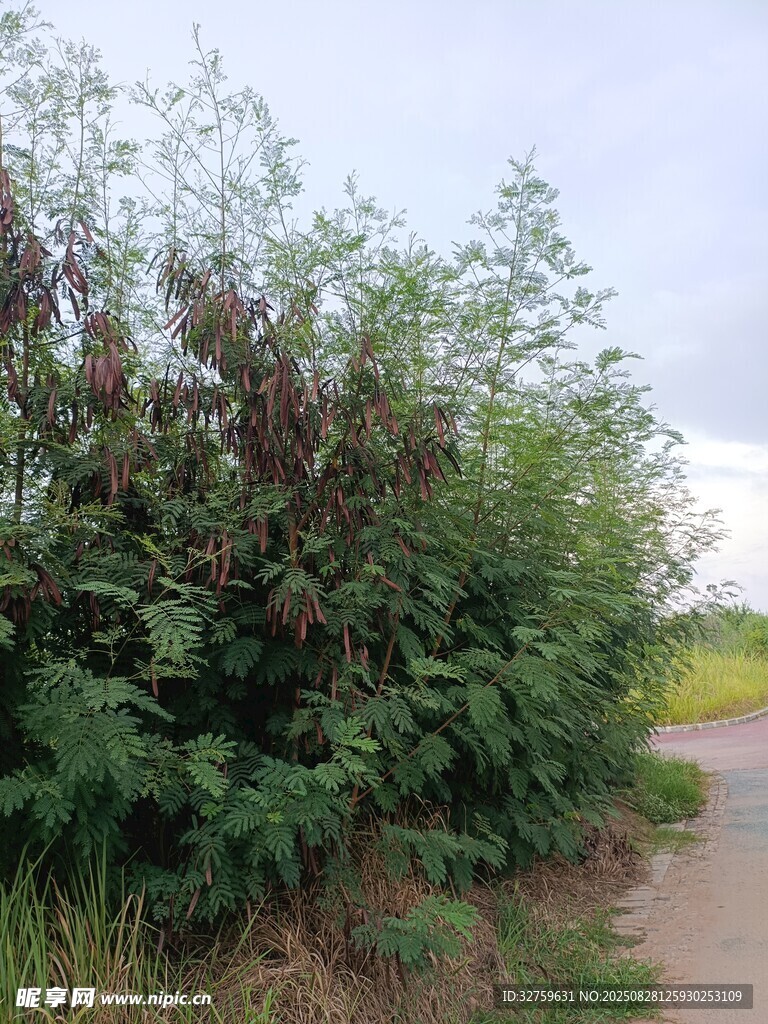 路边繁茂绿植景观