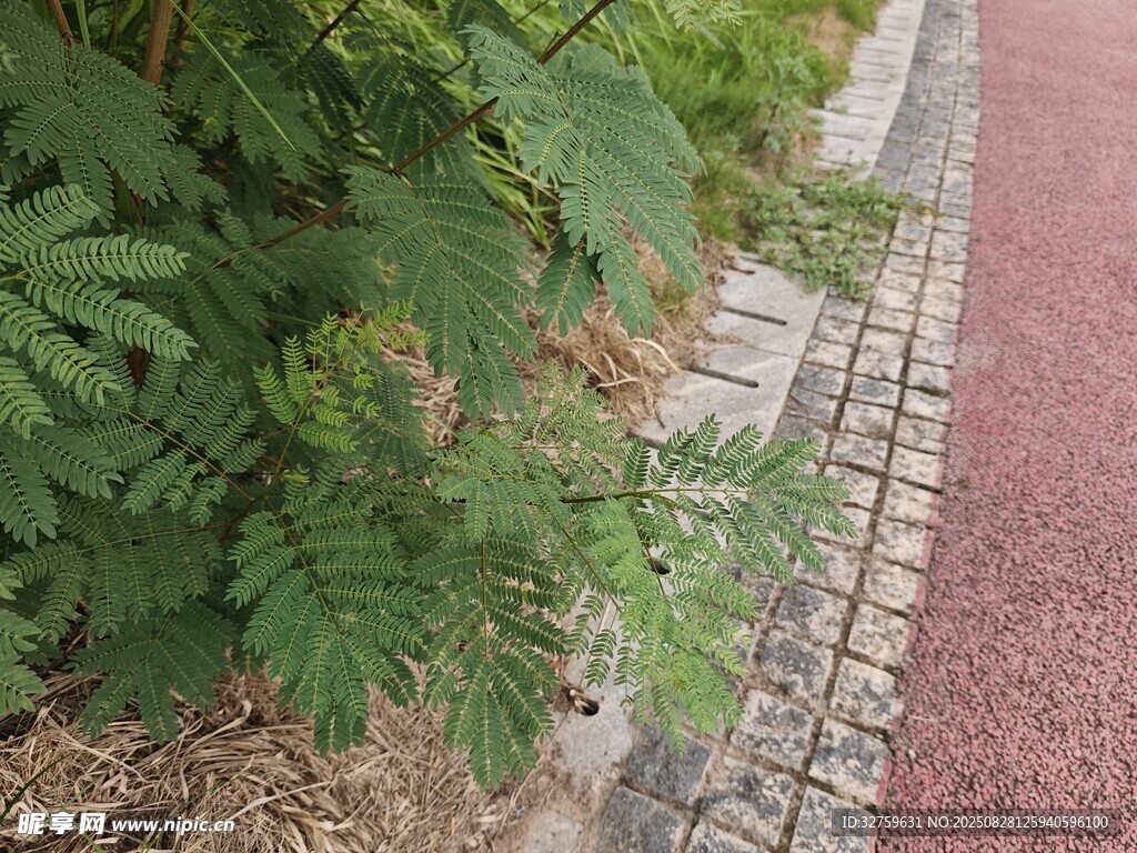 路边绿植与红色步道