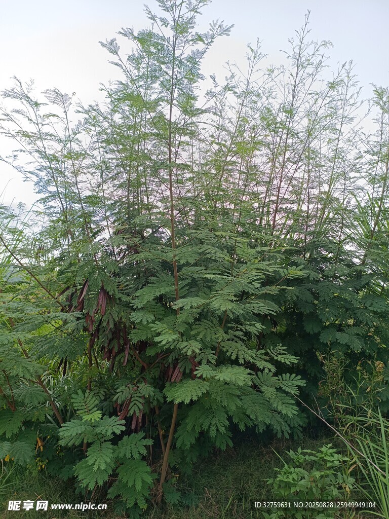 野外繁茂的绿色植物丛