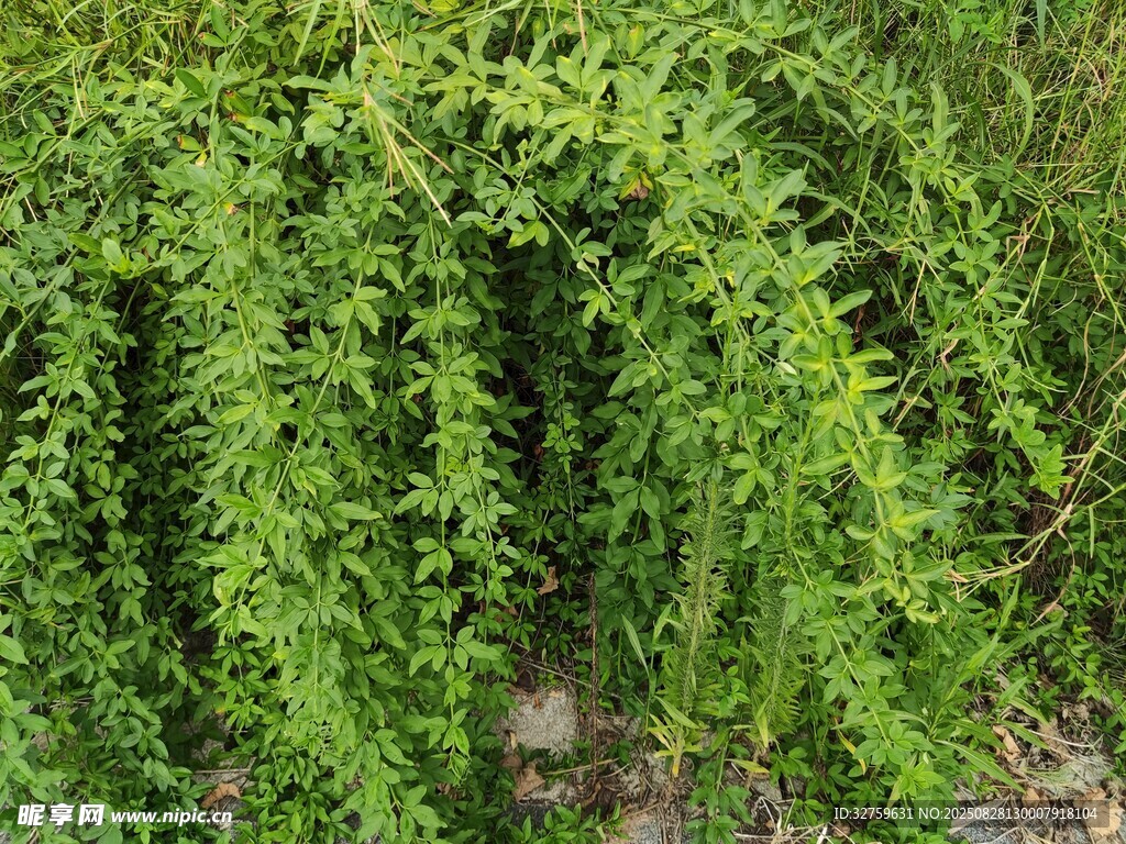 翠绿垂蔓植物特写