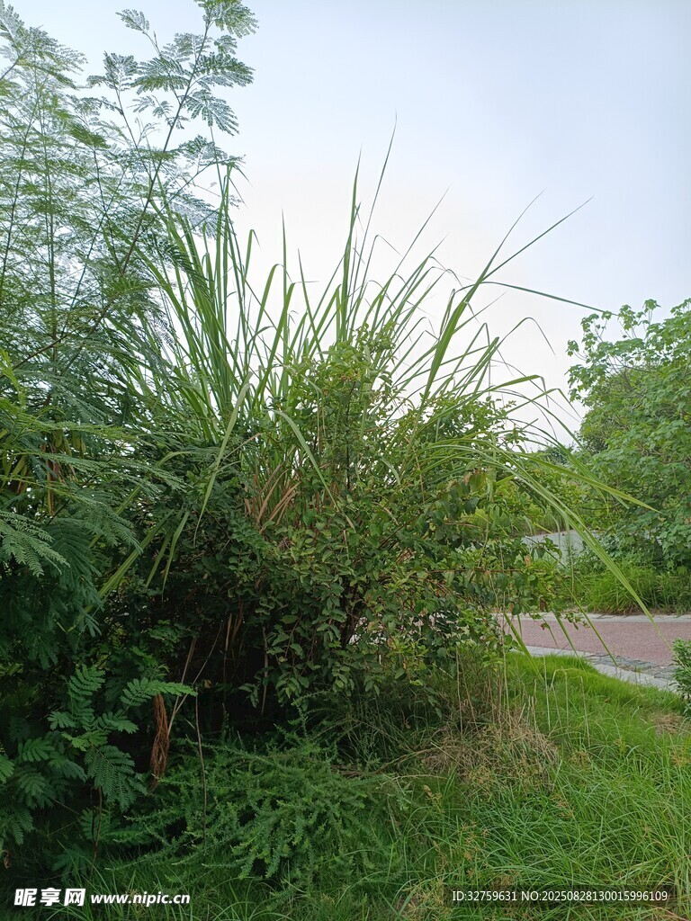 路边茂盛的绿色植物