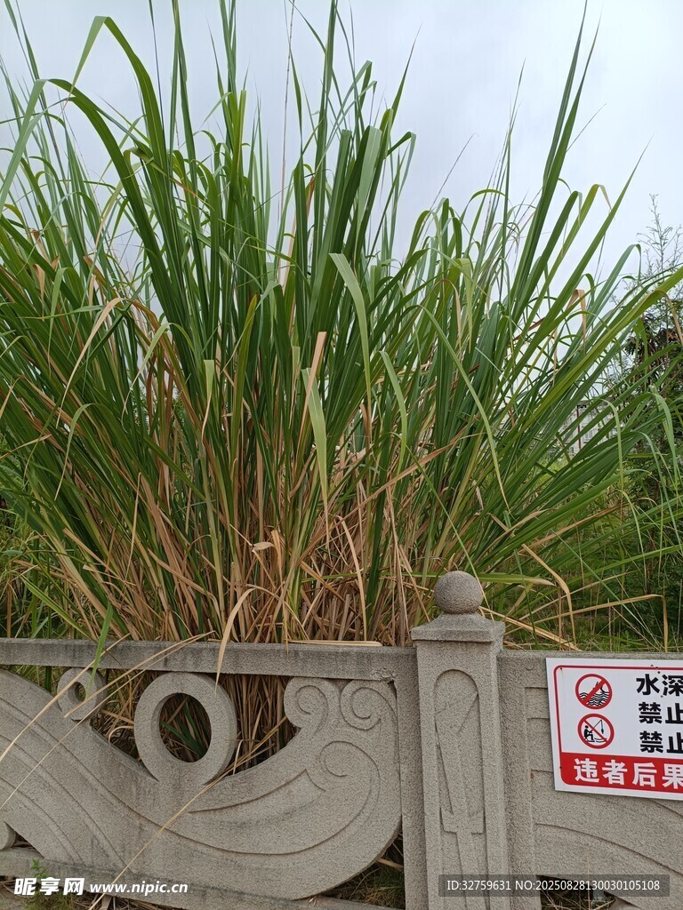 石栏边生长的葱郁野草
