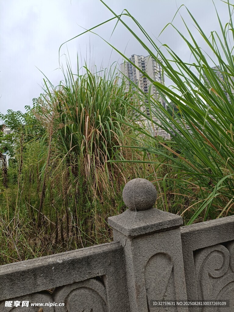 石栏旁的茂盛绿植