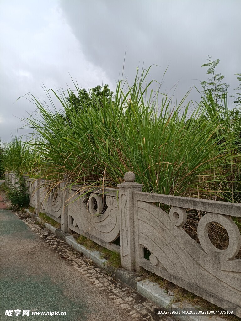 路边石栏旁的繁茂绿植