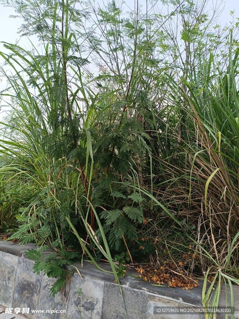 墙边繁茂绿植景观
