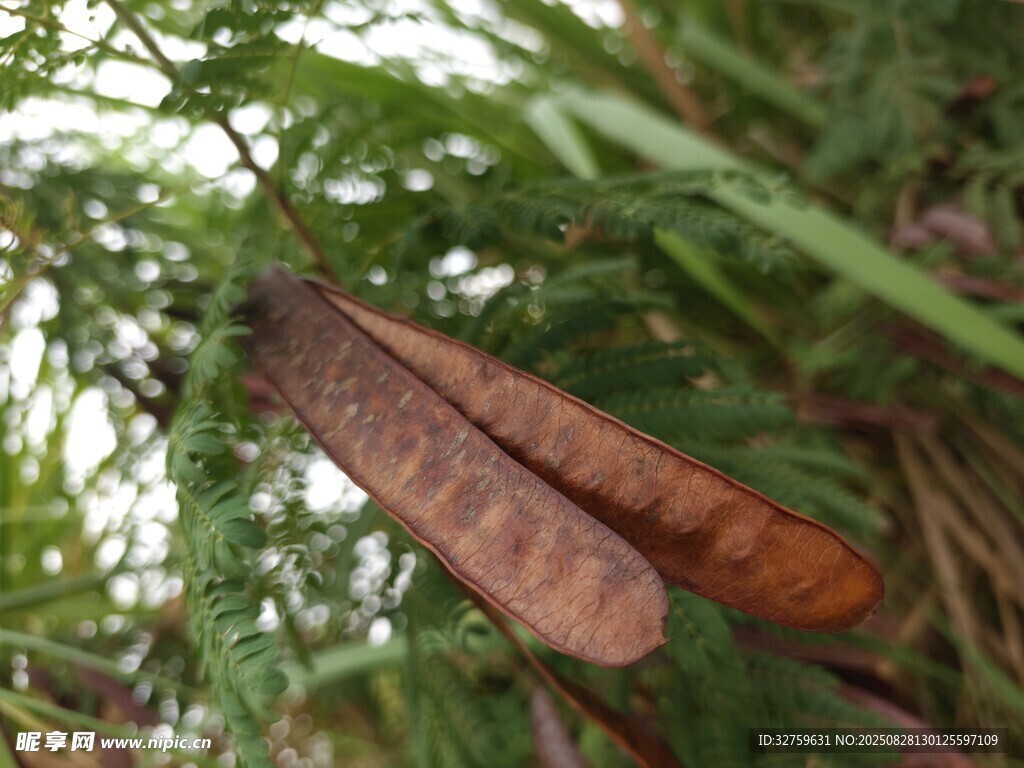 树枝上的棕色长条状物体