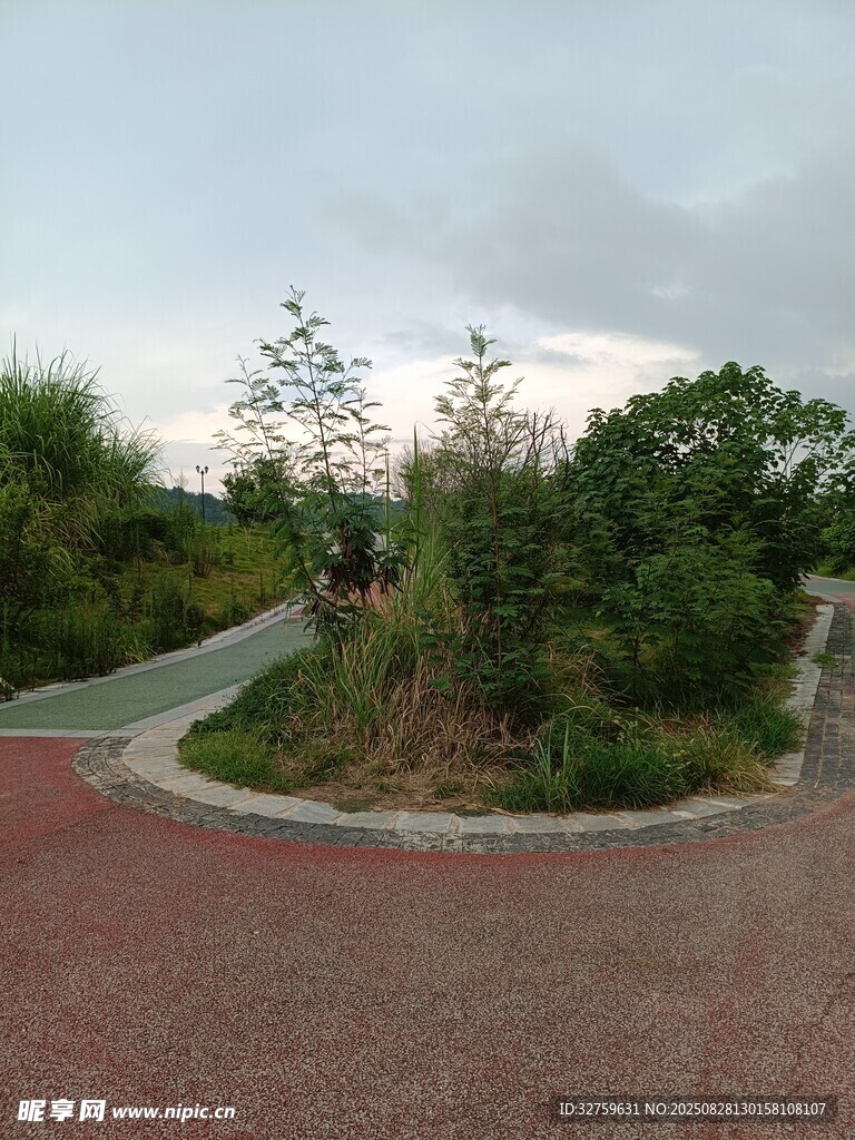 公园小径旁的绿植景观