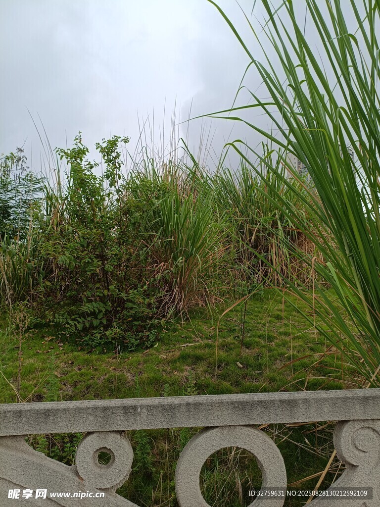 阳台外的绿植景观