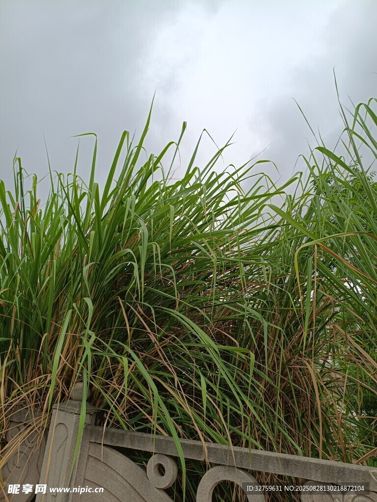 墙边茂盛的绿色草丛