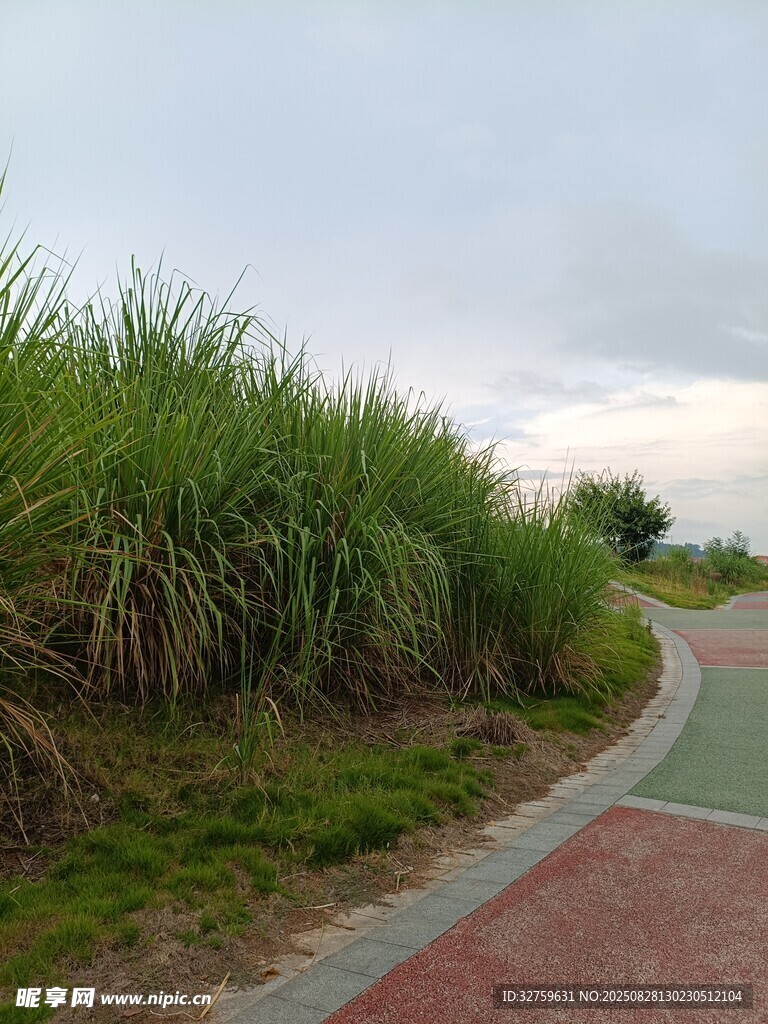 路边茂盛的高大草丛