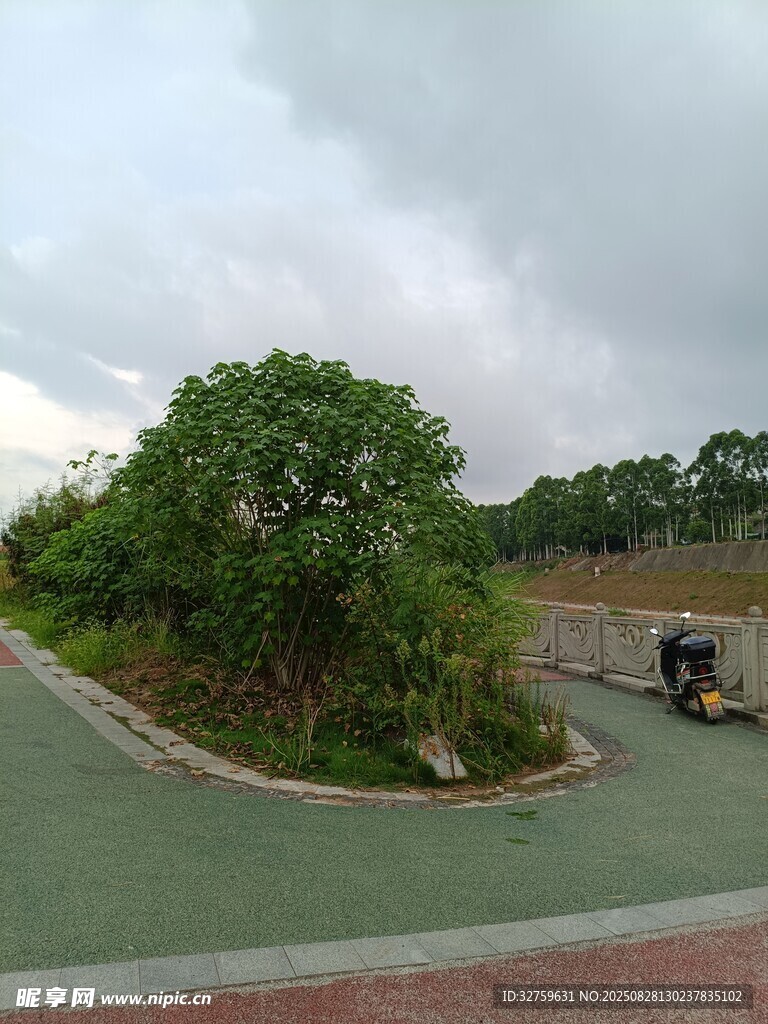 户外绿树环绕的开阔场地