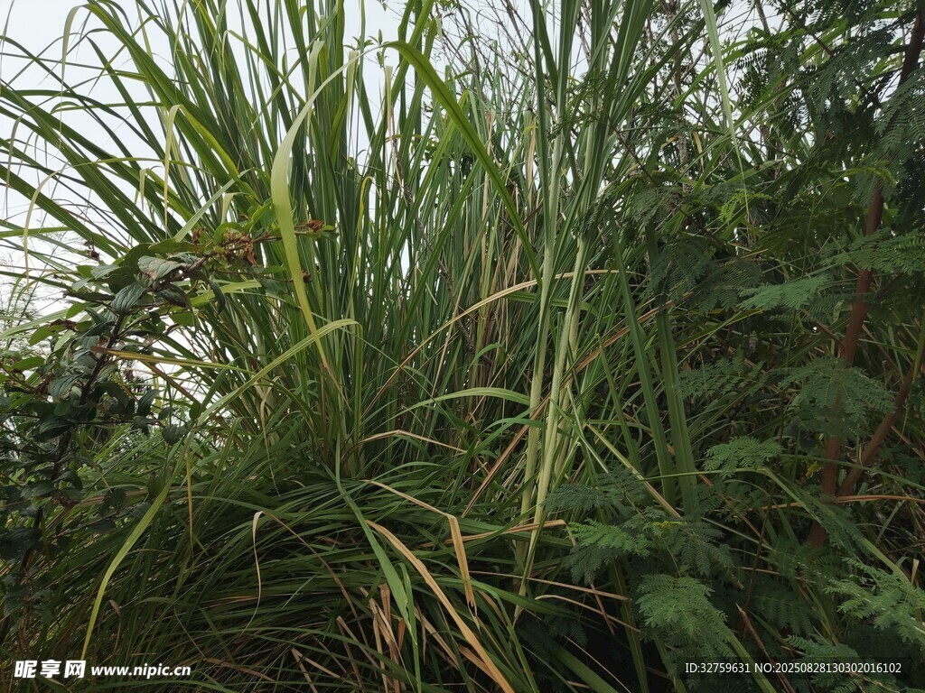野外茂盛的绿色植物