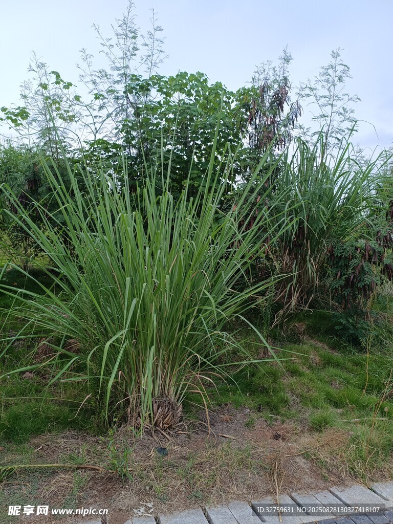 路边茂盛的绿色草丛