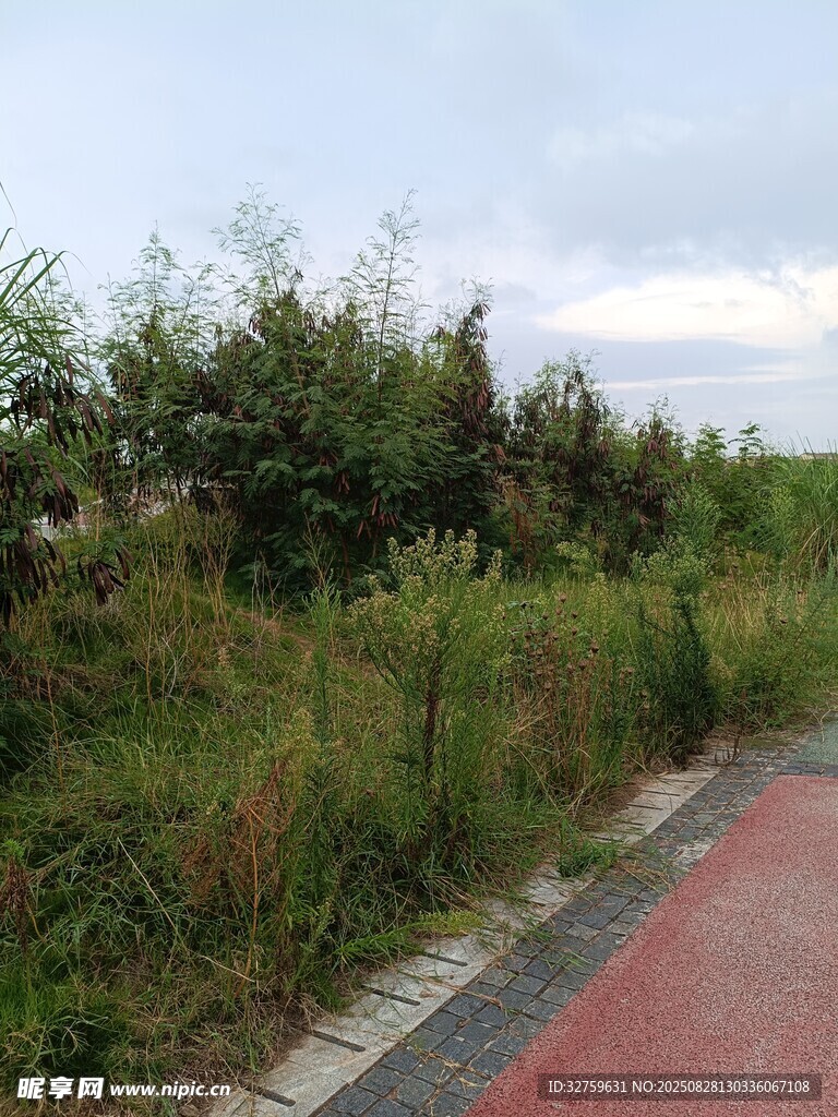 路边繁茂绿植景观