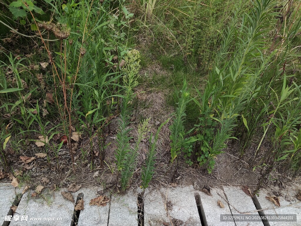 木栈道旁的茂盛野生植被