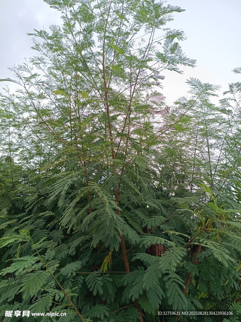 茂盛绿植展现自然生机
