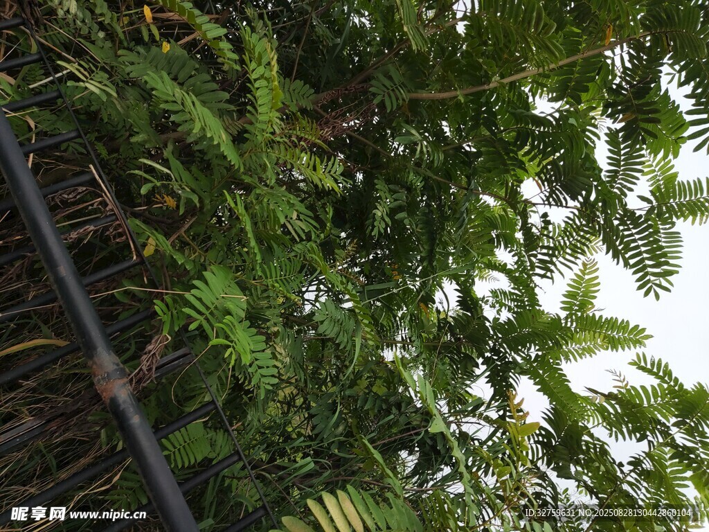 茂密绿植中的黑色管道
