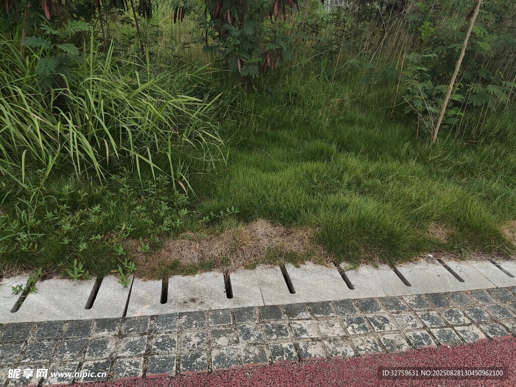 路边绿植与步道景观