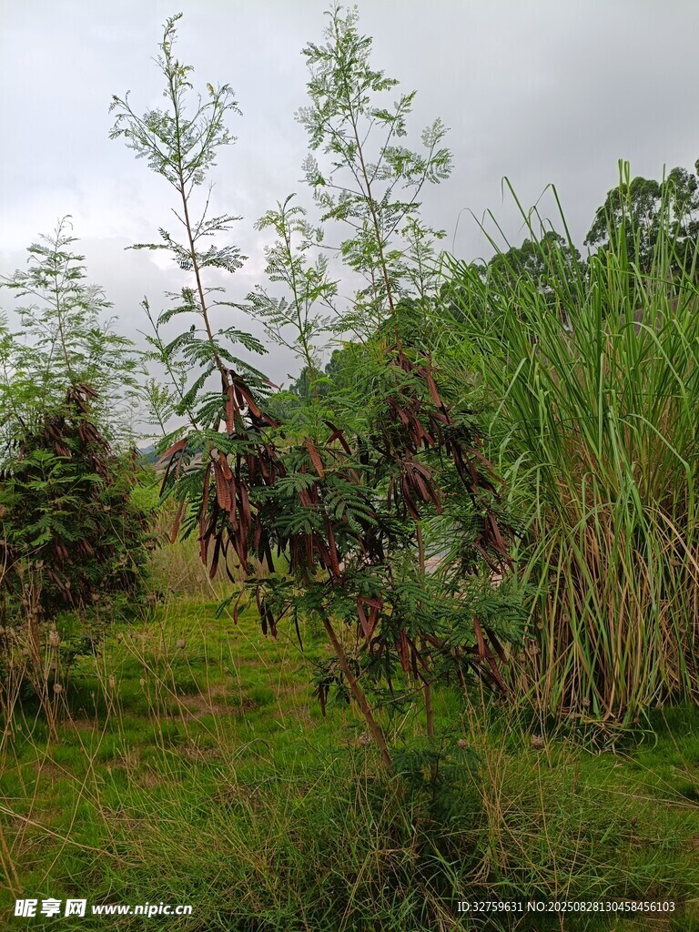 野外绿植繁茂的自然场景