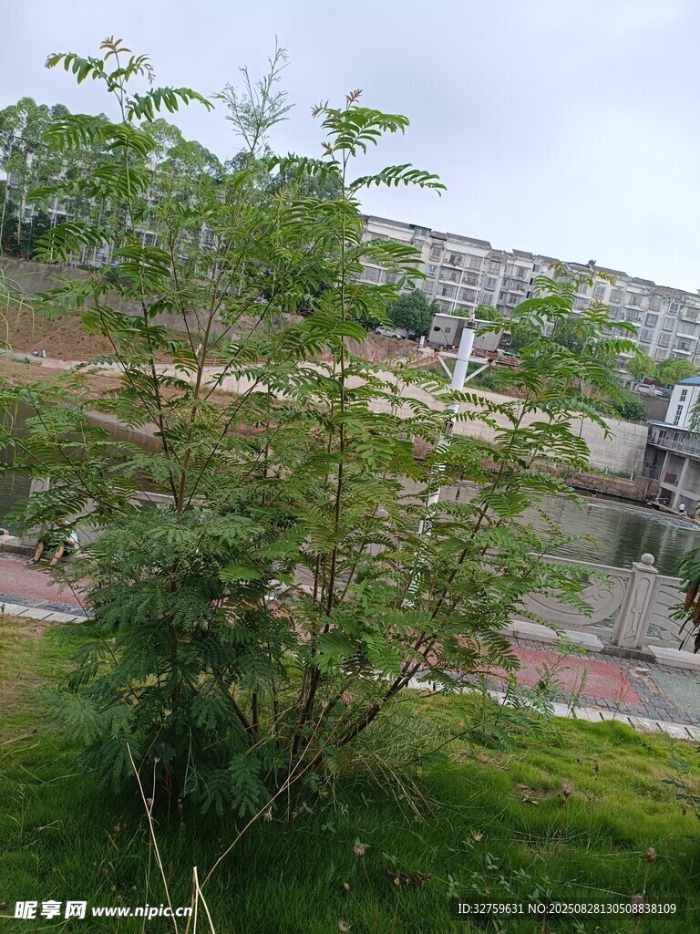路边繁茂绿植与背后建筑