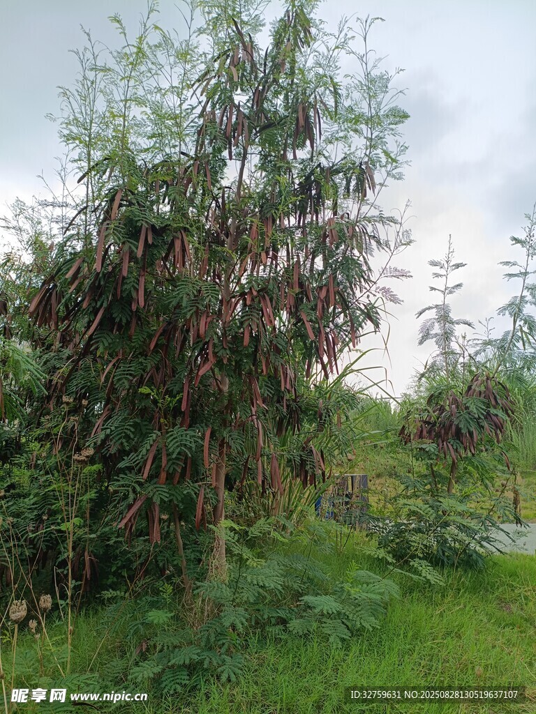 野外葱郁树木与繁茂草地