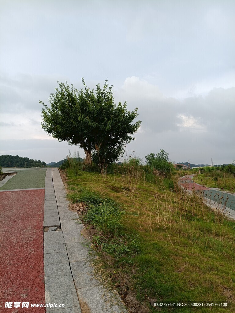 路边孤树与开阔景致
