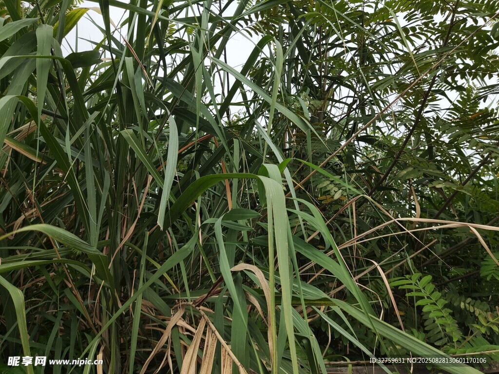 茂密野外植物景观