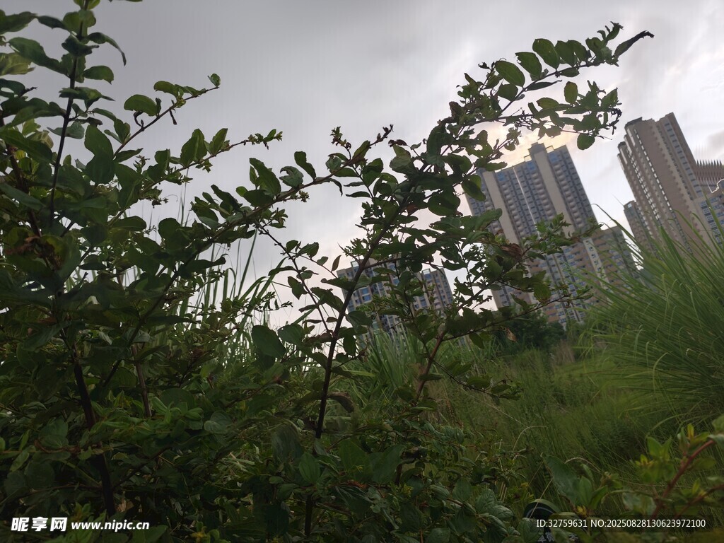 城市边缘的绿植与高楼