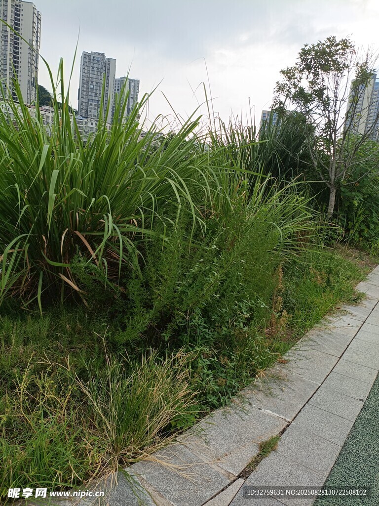 路边茂盛的绿色植物景观