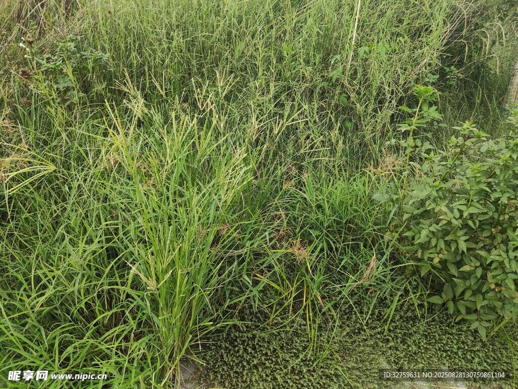 野外茂密的绿色杂草景观