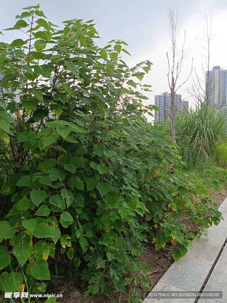 城市中的绿植与步道景观