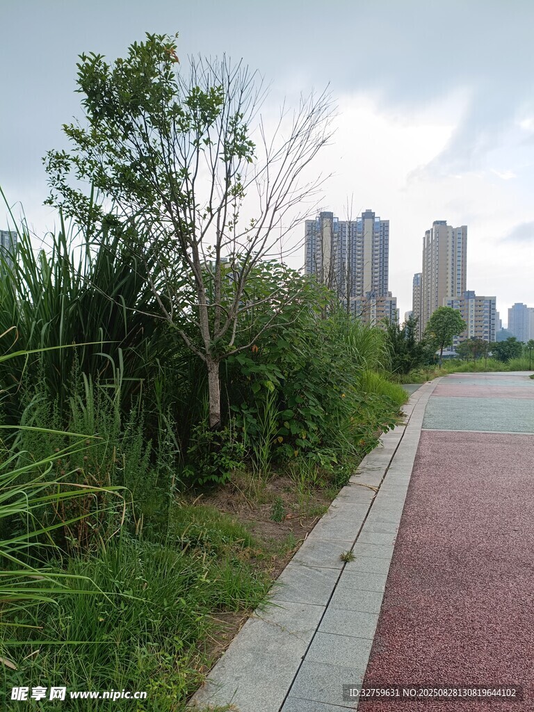 城市旁的步道与绿植景观