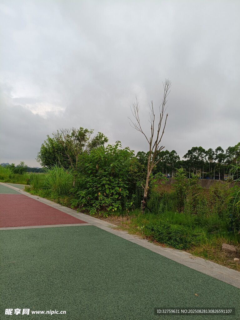 户外多彩步道旁绿植景观