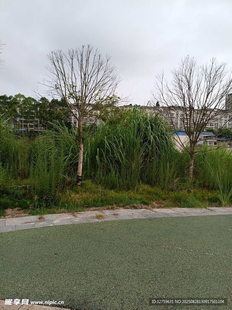 户外绿地旁的树木景观