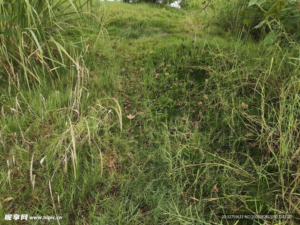 野外茂密草地景象