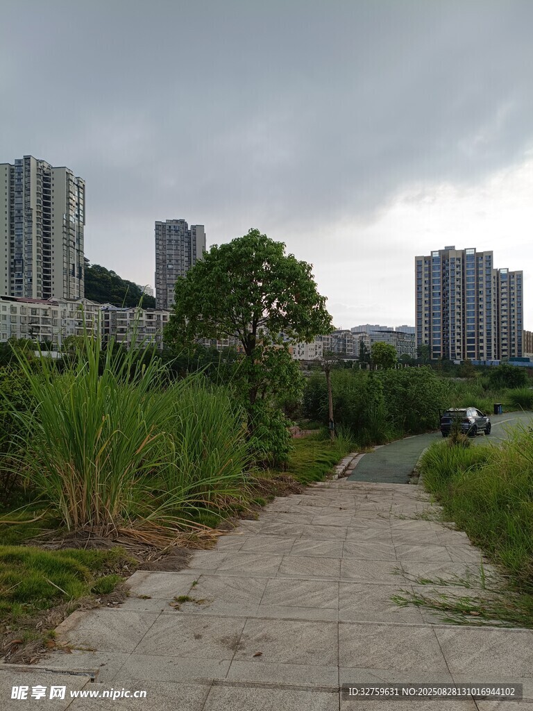 城市小径旁的绿植与高楼