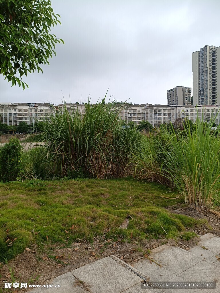 城市中的绿地景观