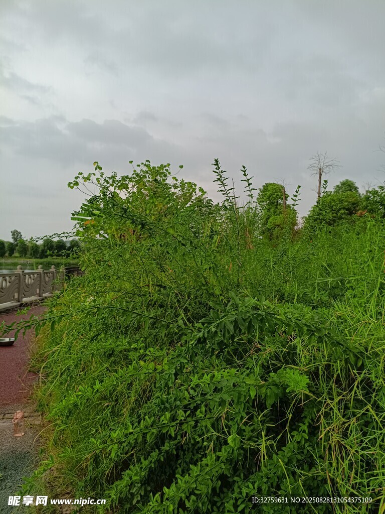 野外繁茂的绿色植物景观