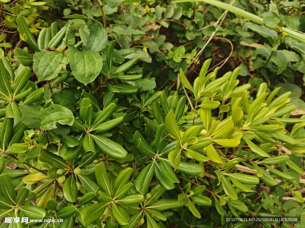 绿叶植物特写