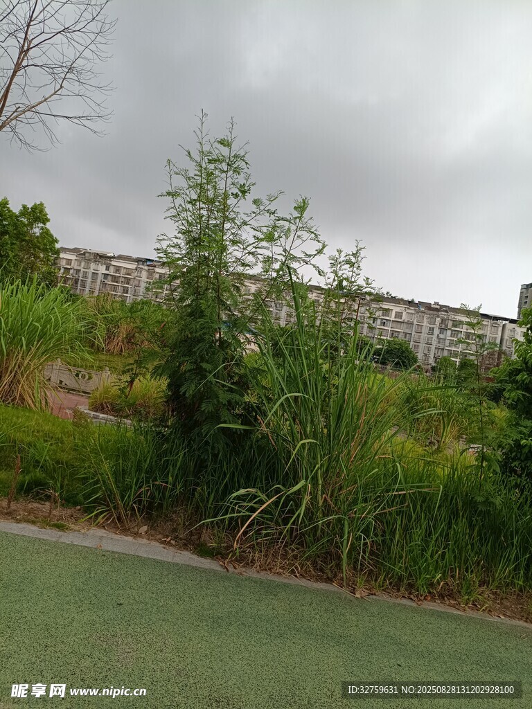 户外草地绿植景观