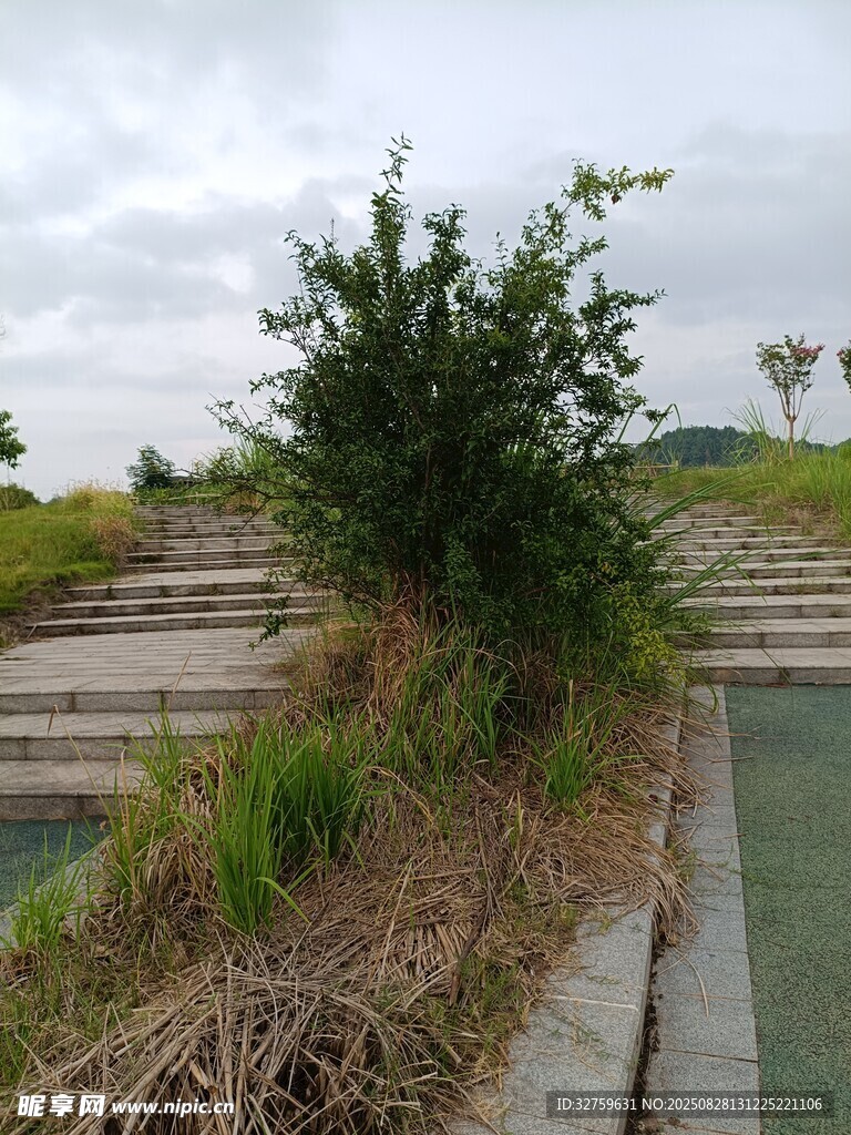 废弃阶梯上的绿植景观