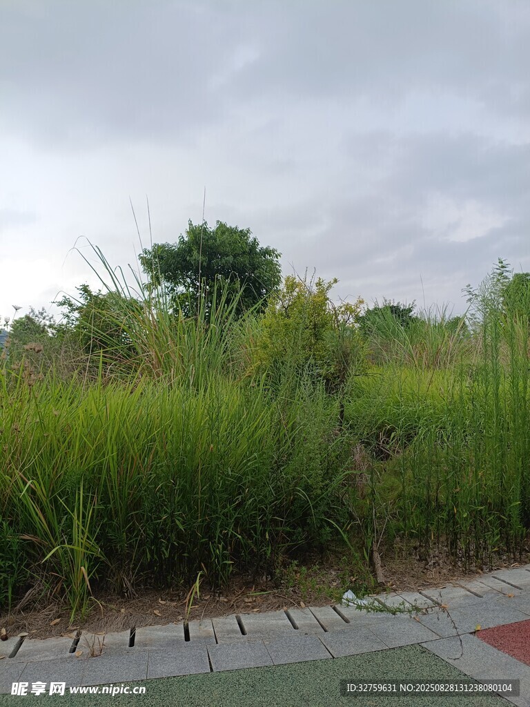 路边茂盛的绿色植物景观