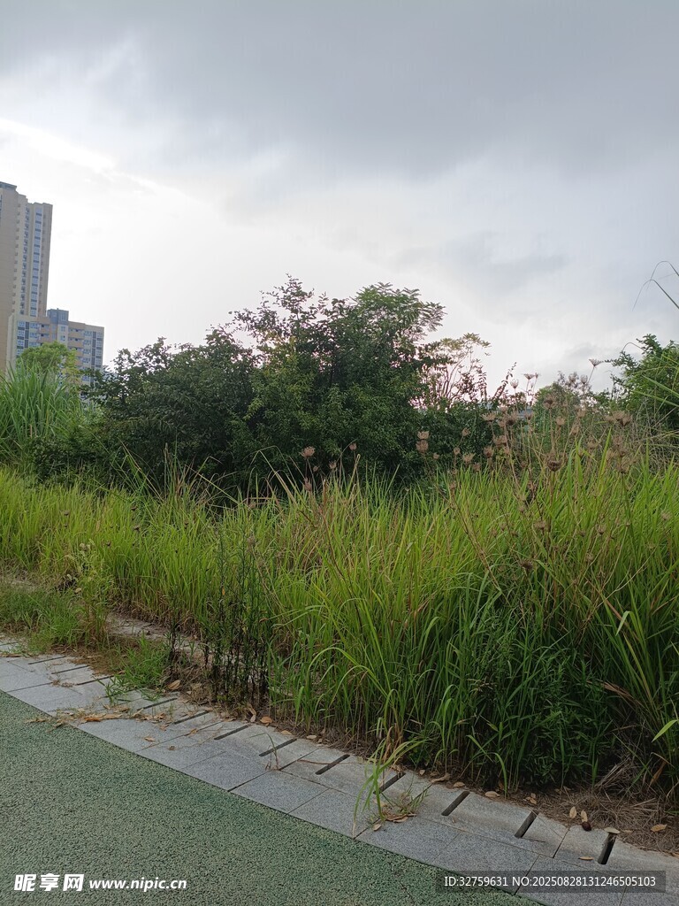 城市路边绿意盎然的植被