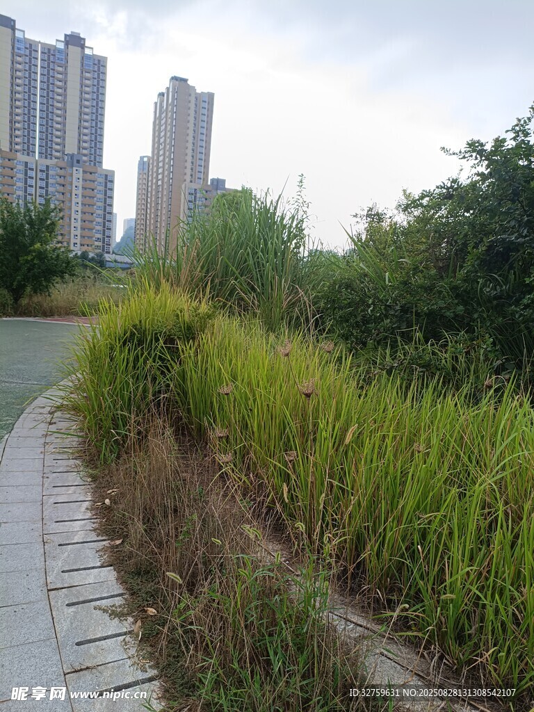 城市小径旁的繁茂绿植