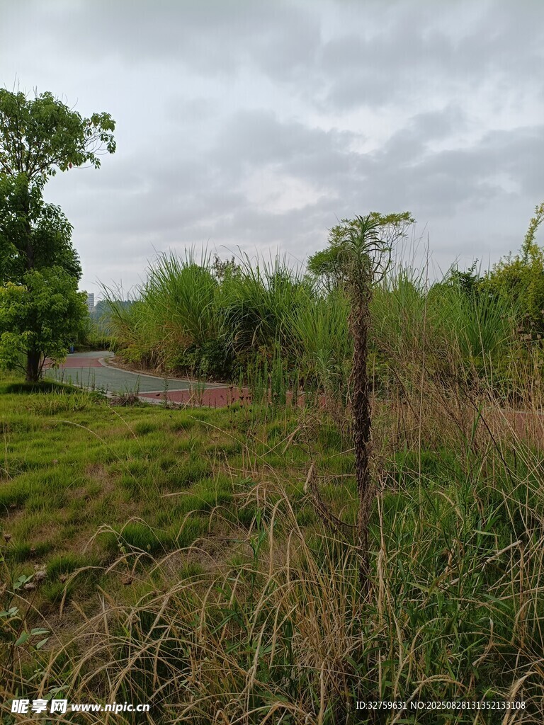 野外草地与树木景观