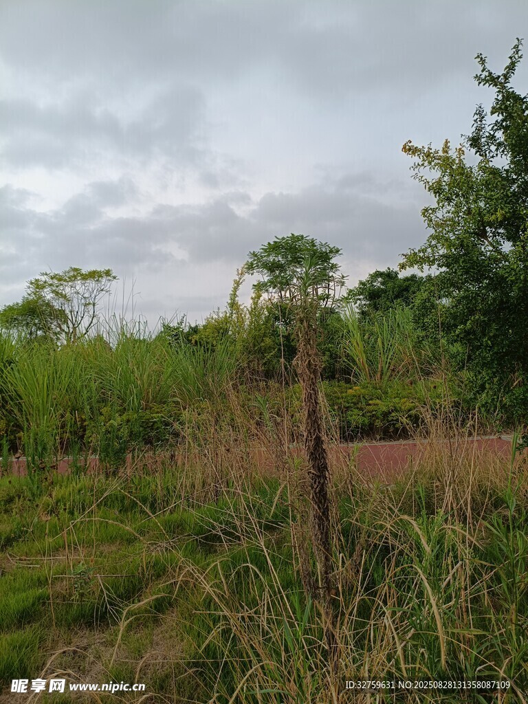 野外草地与树木景观