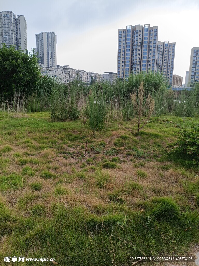 城市边的草地与高楼景观