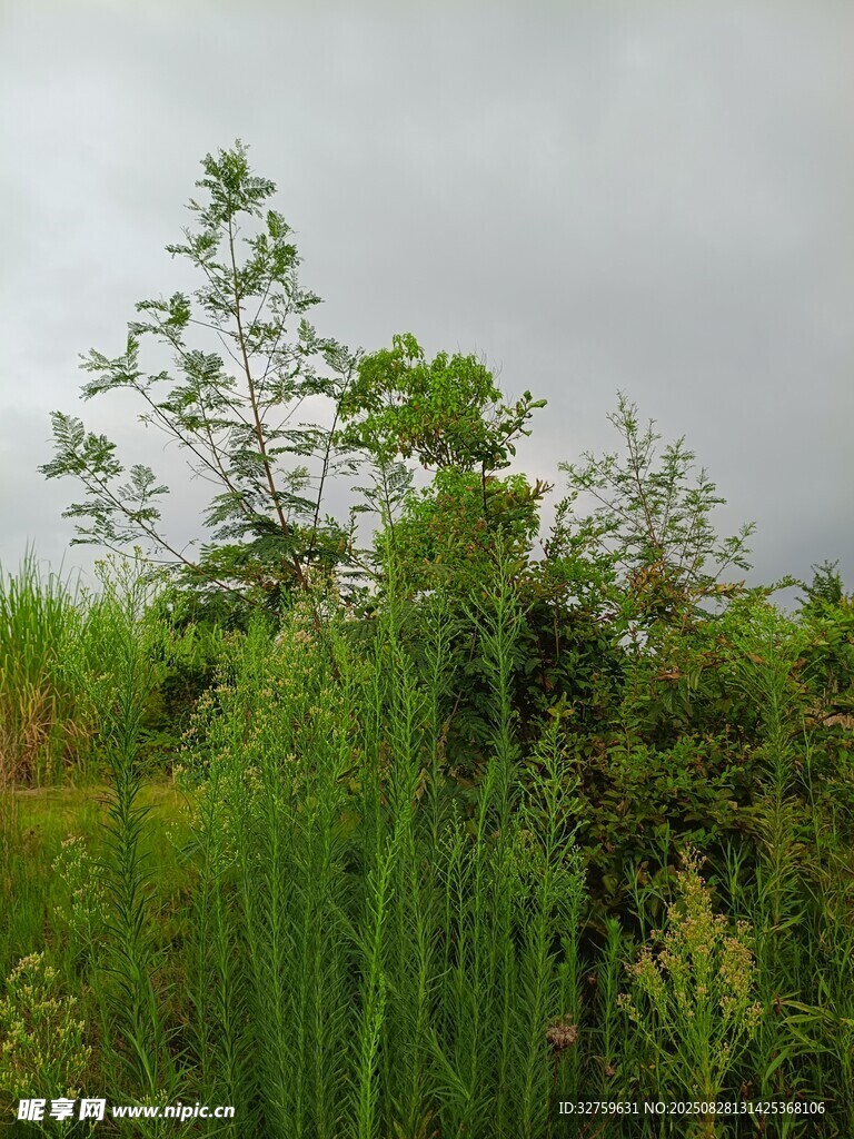 阴天中的繁茂绿植景观